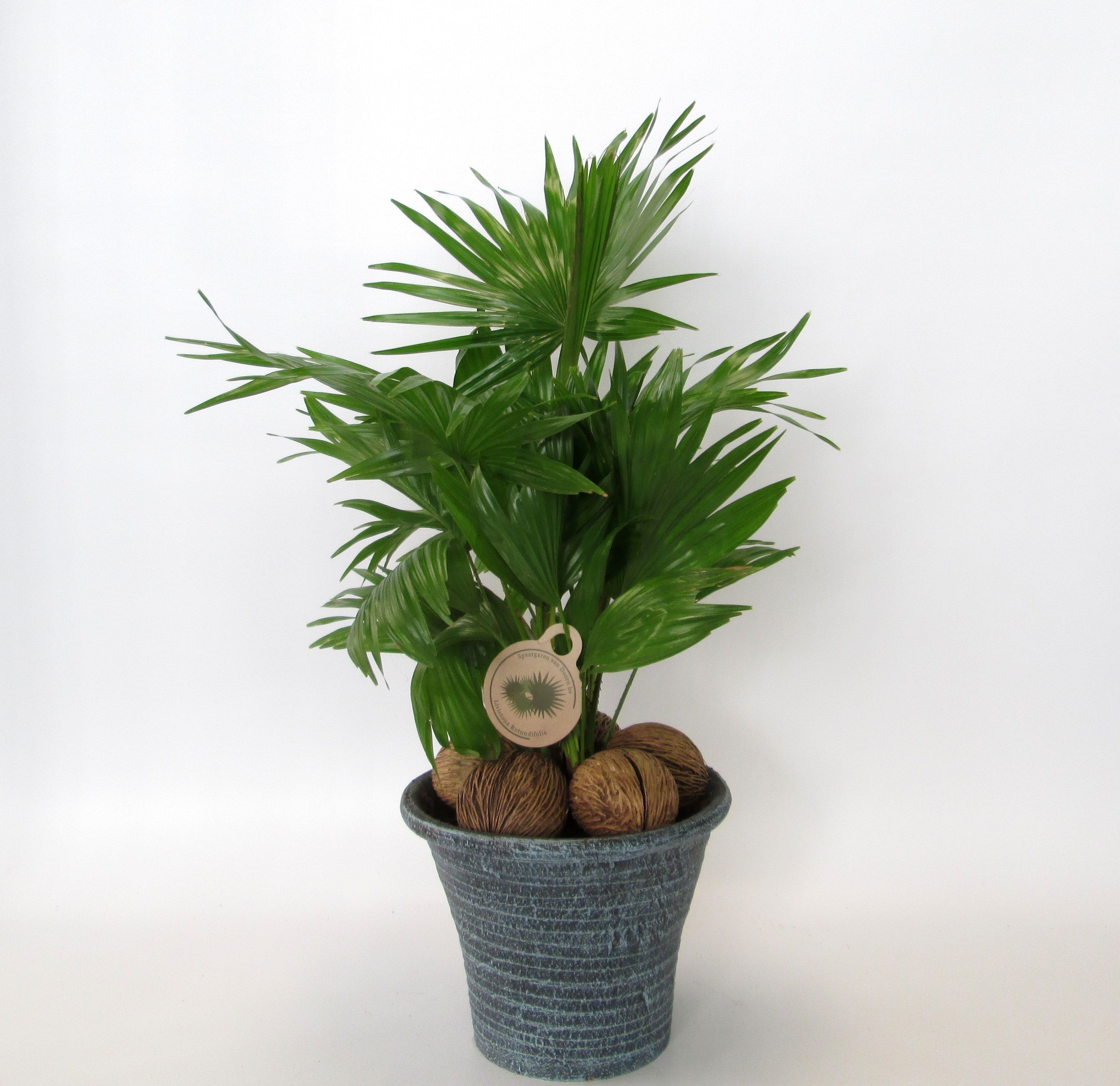 Livistona in hosta big blauw, D 23