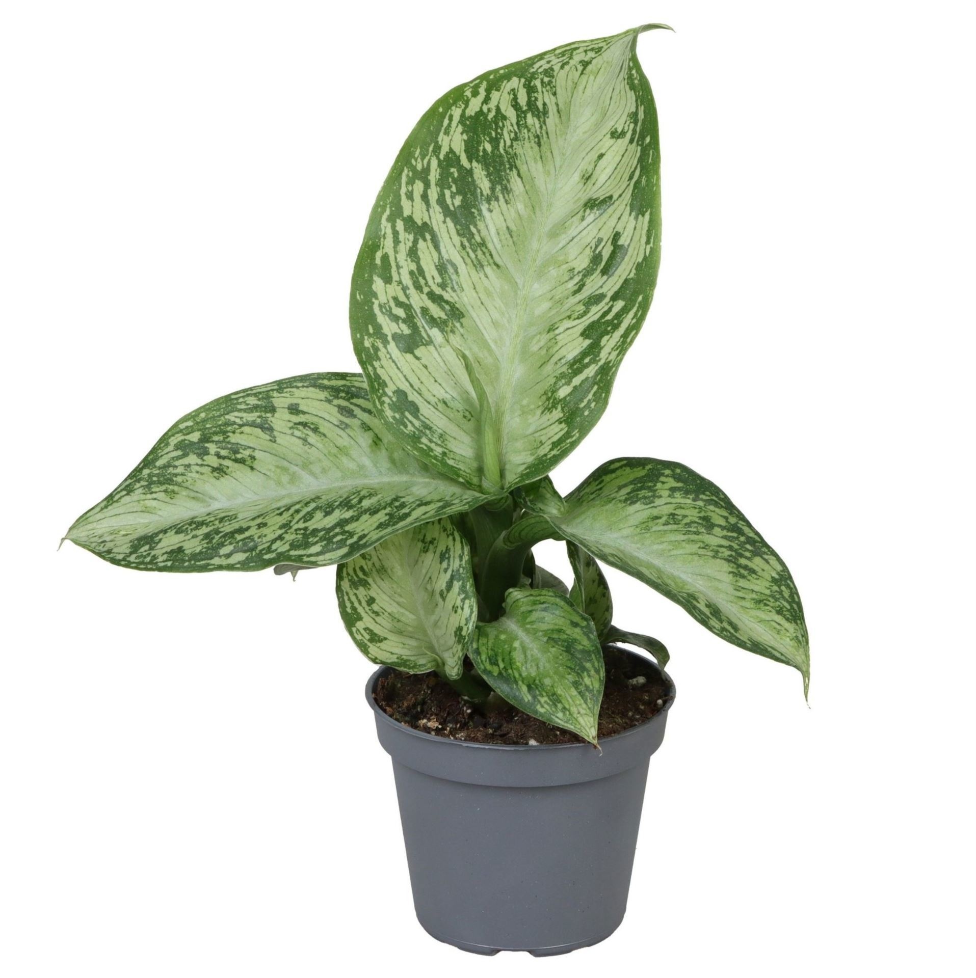 Dieffenbachia Snow 6 cm, D 6