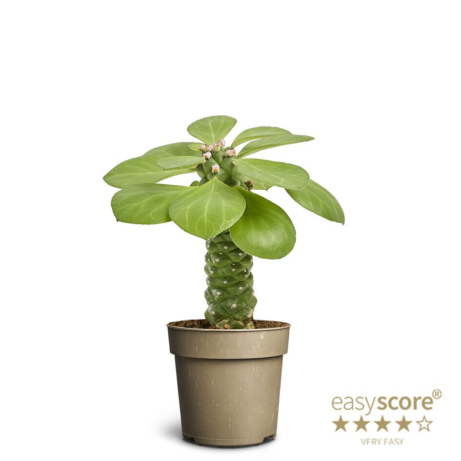 EUPHORBIA RITCHIEI, D 11