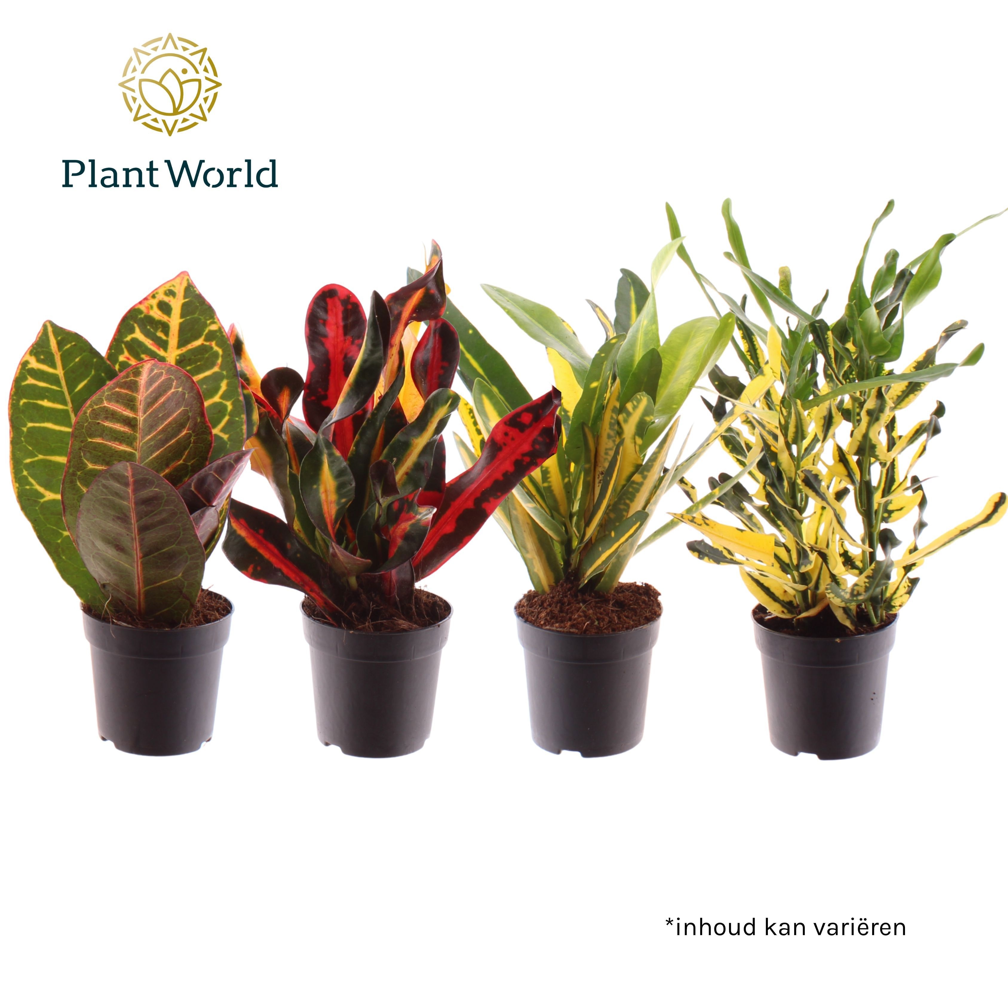 Croton gemengd kopstek 7 cm, D 7