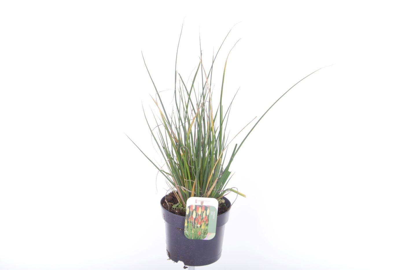 Kniphofia Poco Citron, D 17