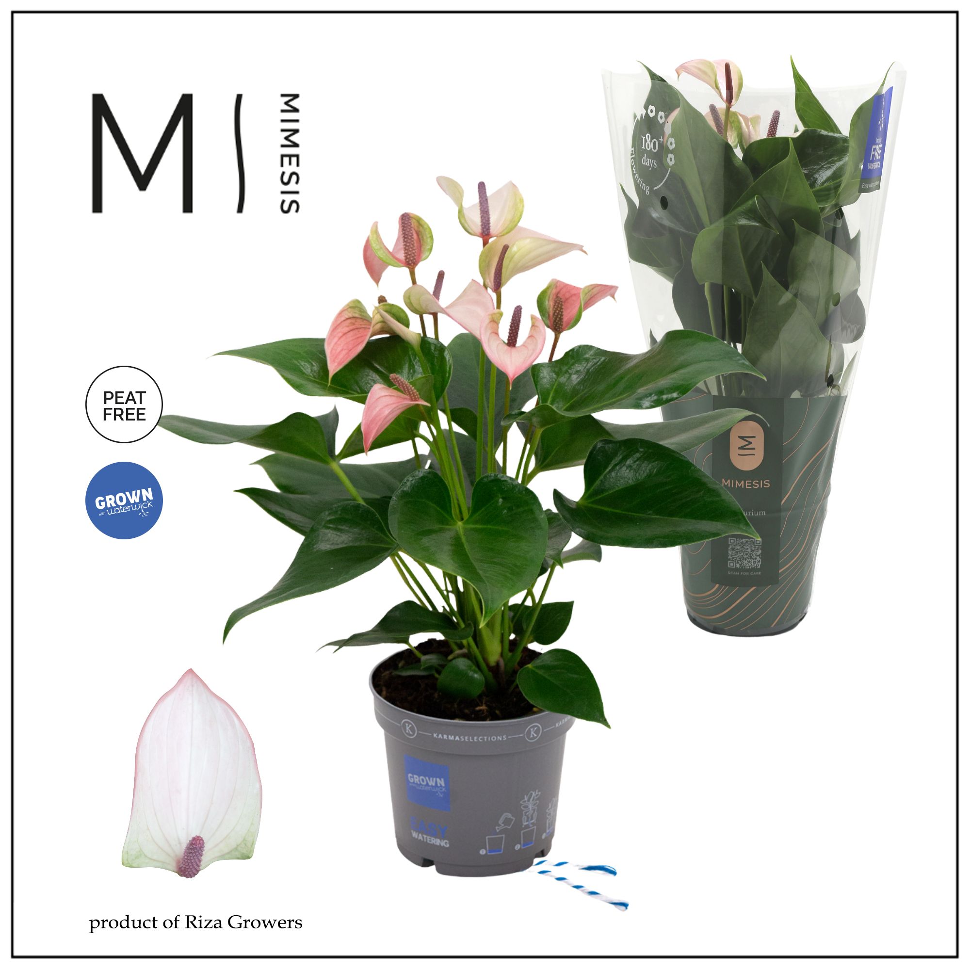 Mimesis Anthurium KARMA Pulse - 12cm, D 12