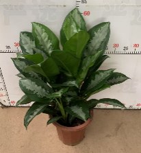 Аглаонема патайя бьюти 28 50 (предзаказ)