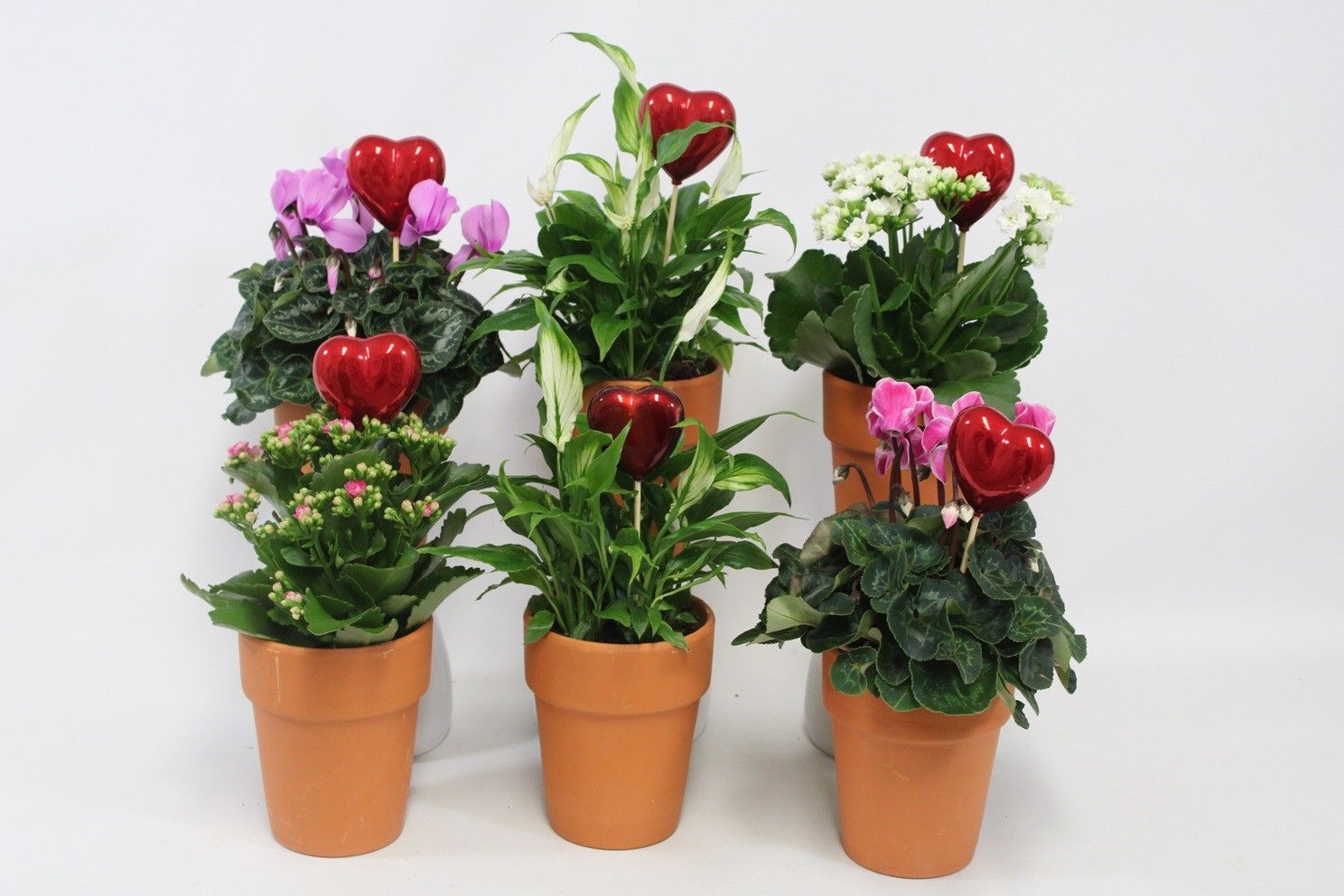 Bloeimix in terra cotta met bijsteker. Mix in overleg (ook in monocultuur). Valentijn, Moederdag en Vrouwendag, D 12