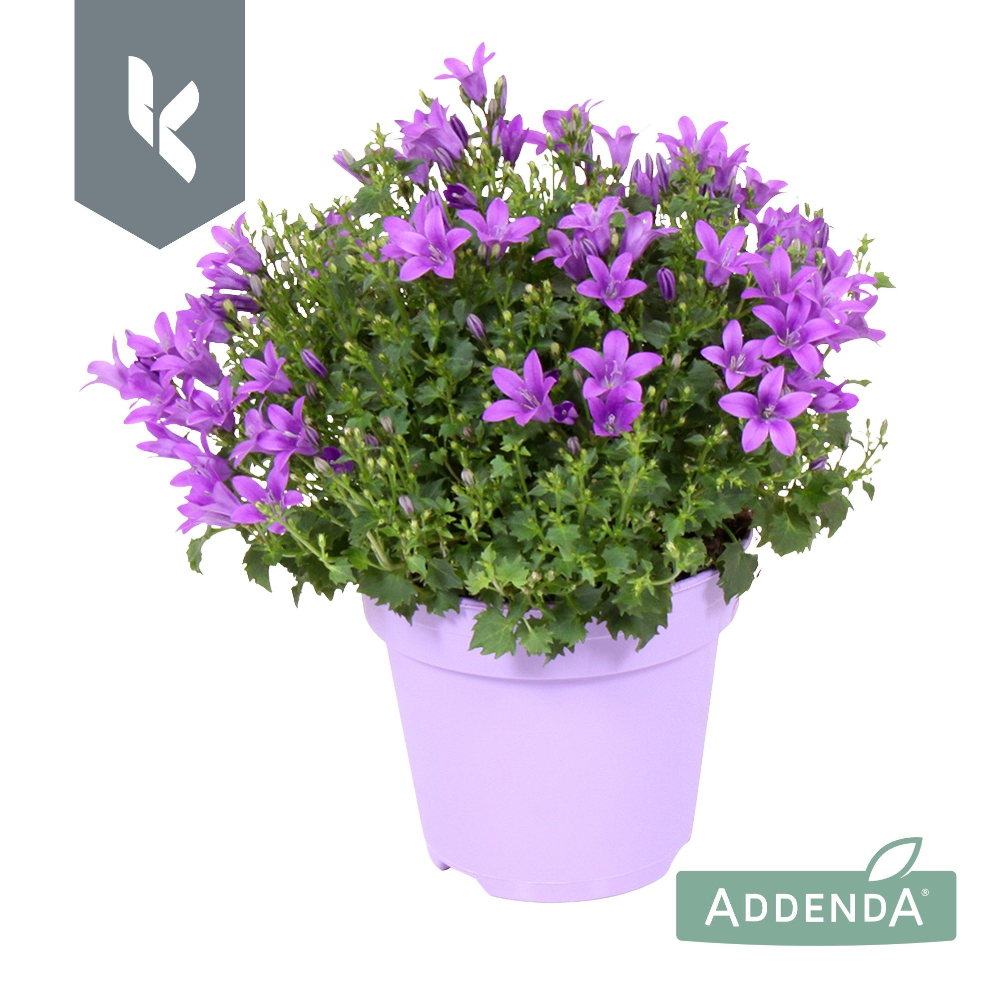 Campanula Ambella Intens Purple in ton sur ton, D 10,5