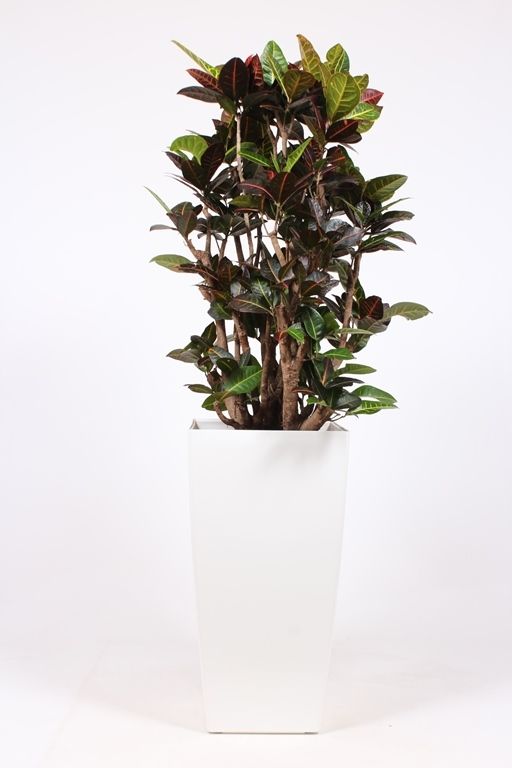 Codiaeum Petra (Croton) in Piza pot "wit", D 40