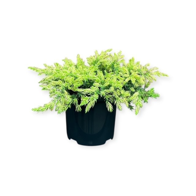 Juniperus conferta 'Sunflower' ᴾᴮᴿ, D 18