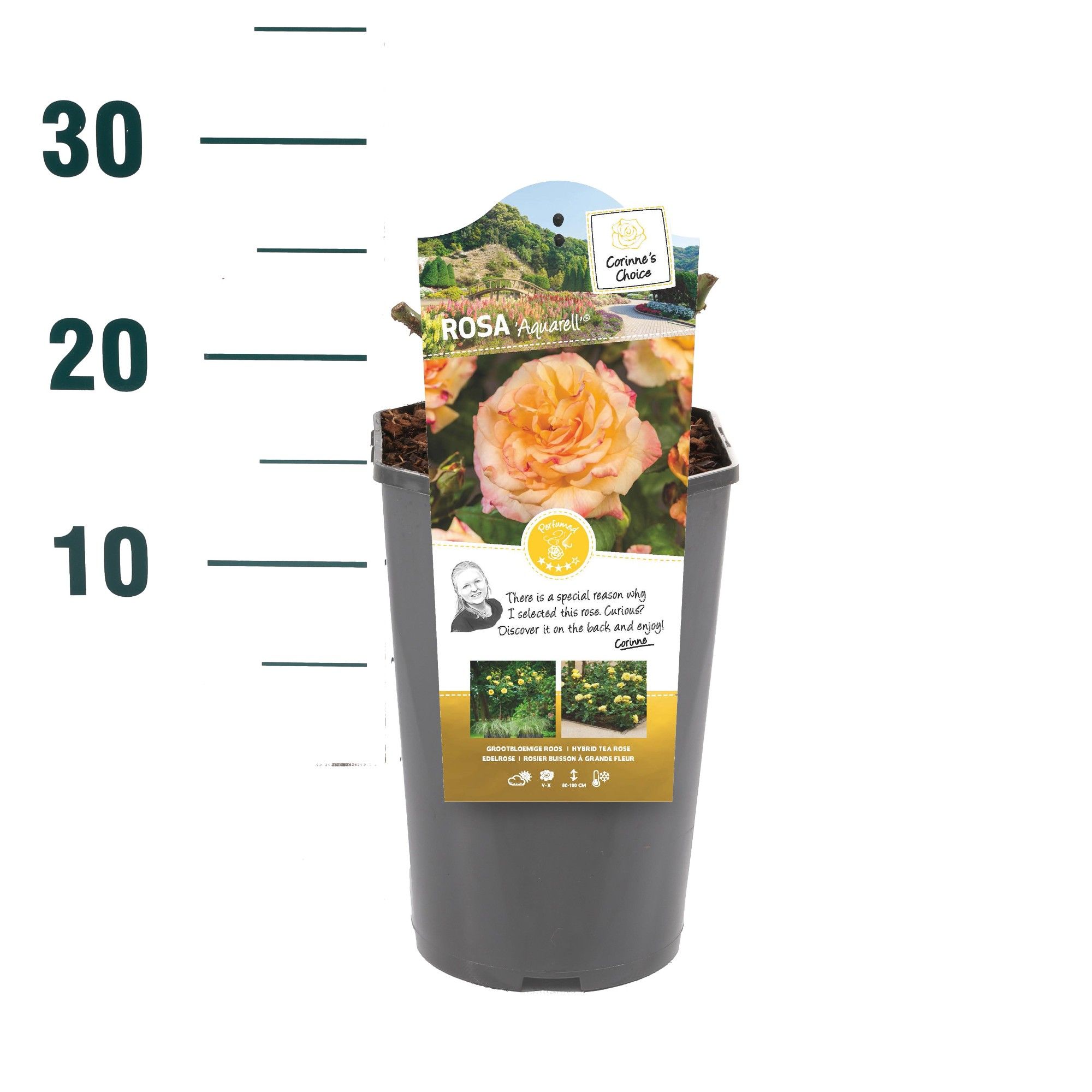 Rosa 'Aquarell' - Struik - C3rp - Categorie 3, D 19 cm