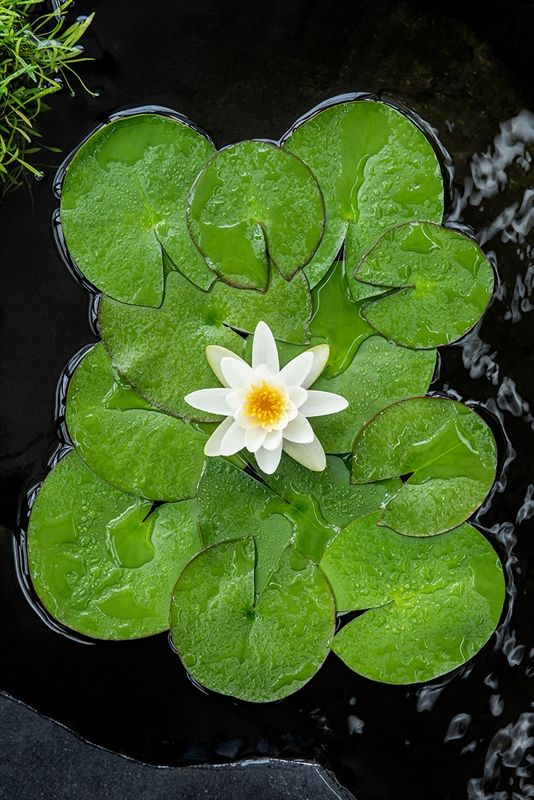 Nymphaea 'Alba' (3L.), D 18