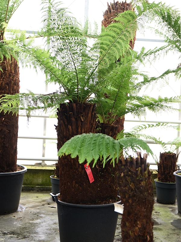 Dicksonia antarctica, D 64