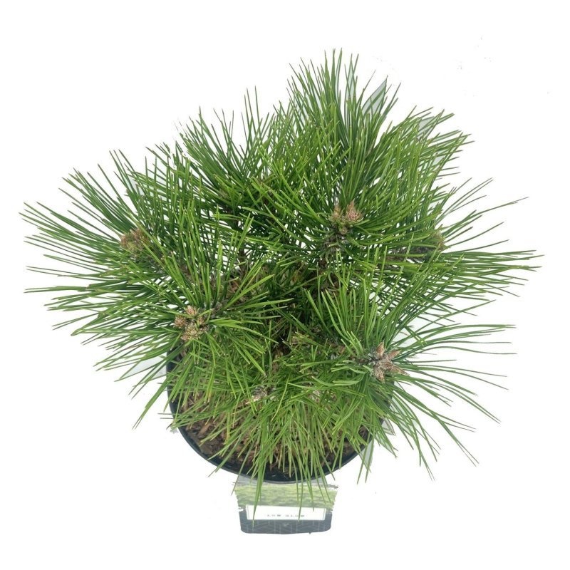 Pinus dens. 'Low Glow', D 18