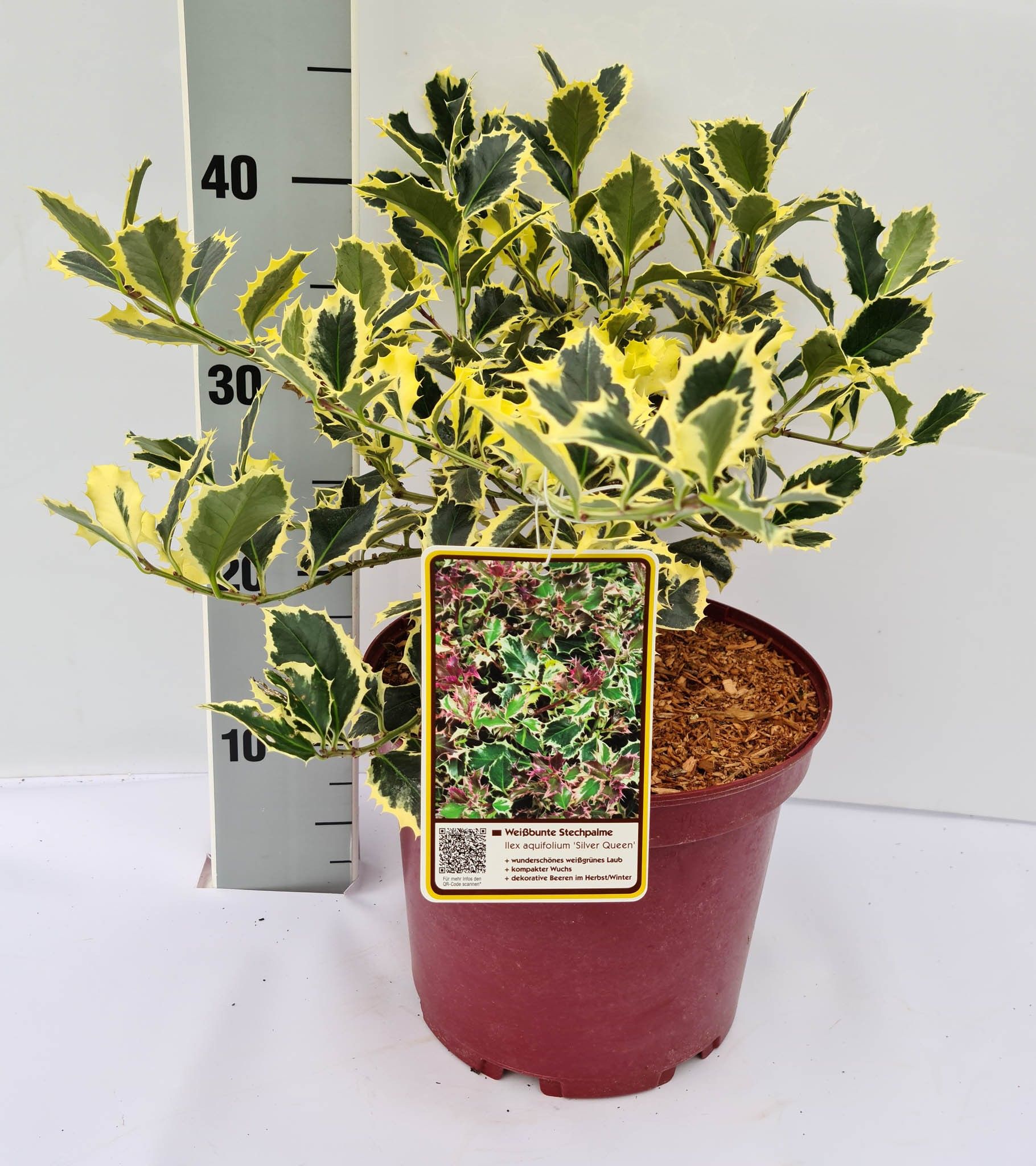 Ilex aquifolium Silver Queen C5 30-40, D 23