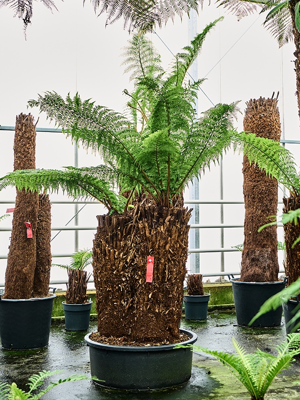 Dicksonia antarctica, D 88