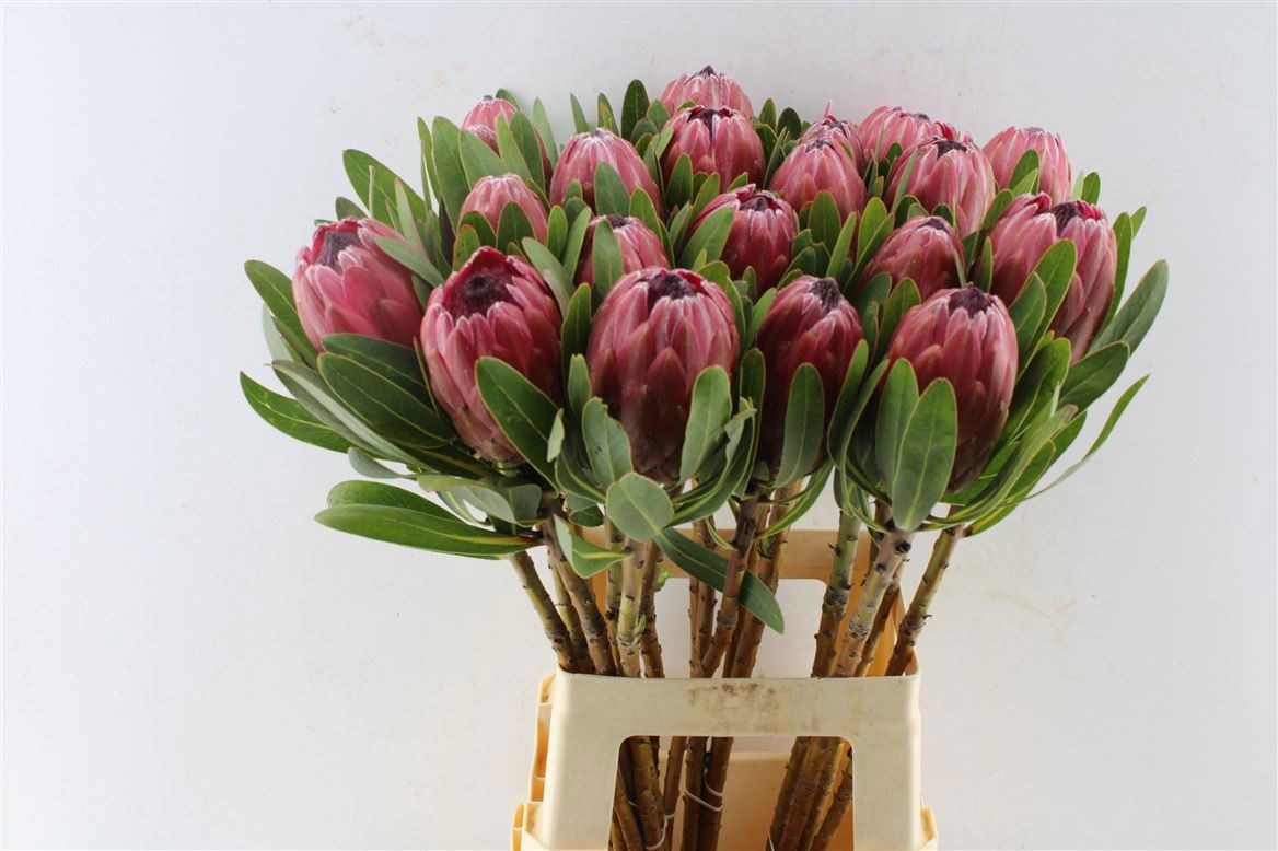 Протея Ланцелот 70, шт.