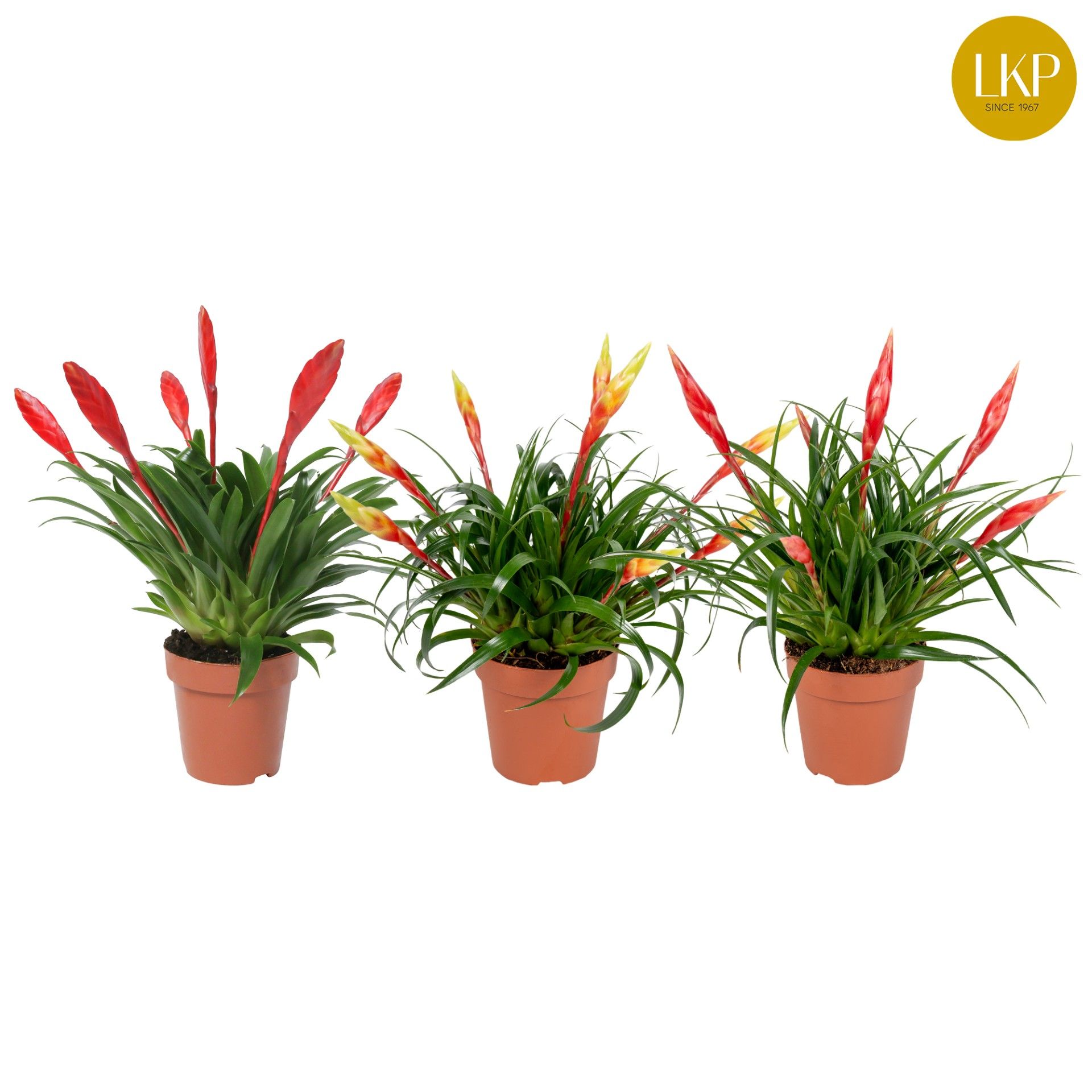 Vriesea Multiflower gemengd (Met Hoes), D 12