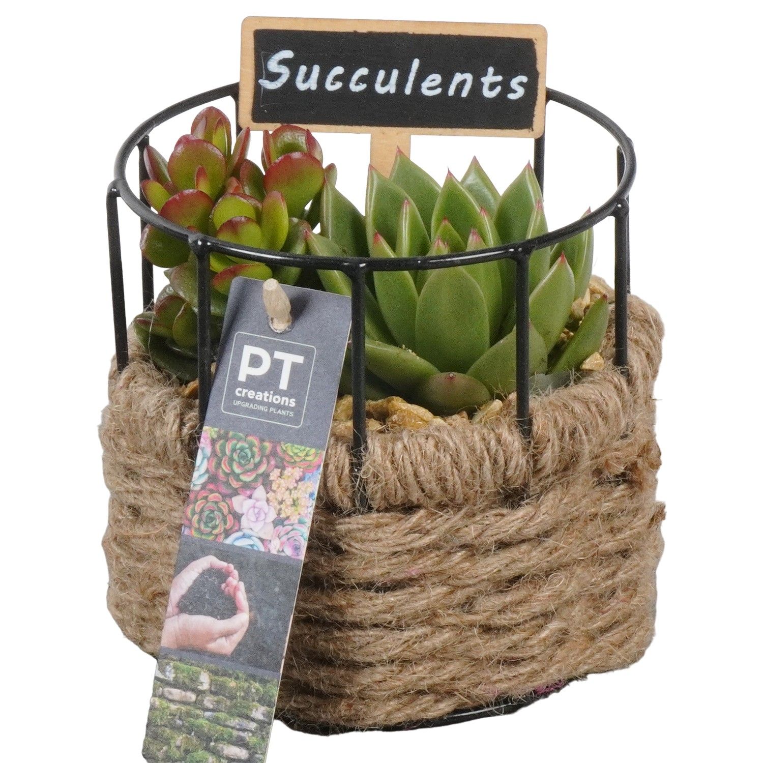 PTSU8503 Arrangement Succulenten in touwmand met metaal, D 12