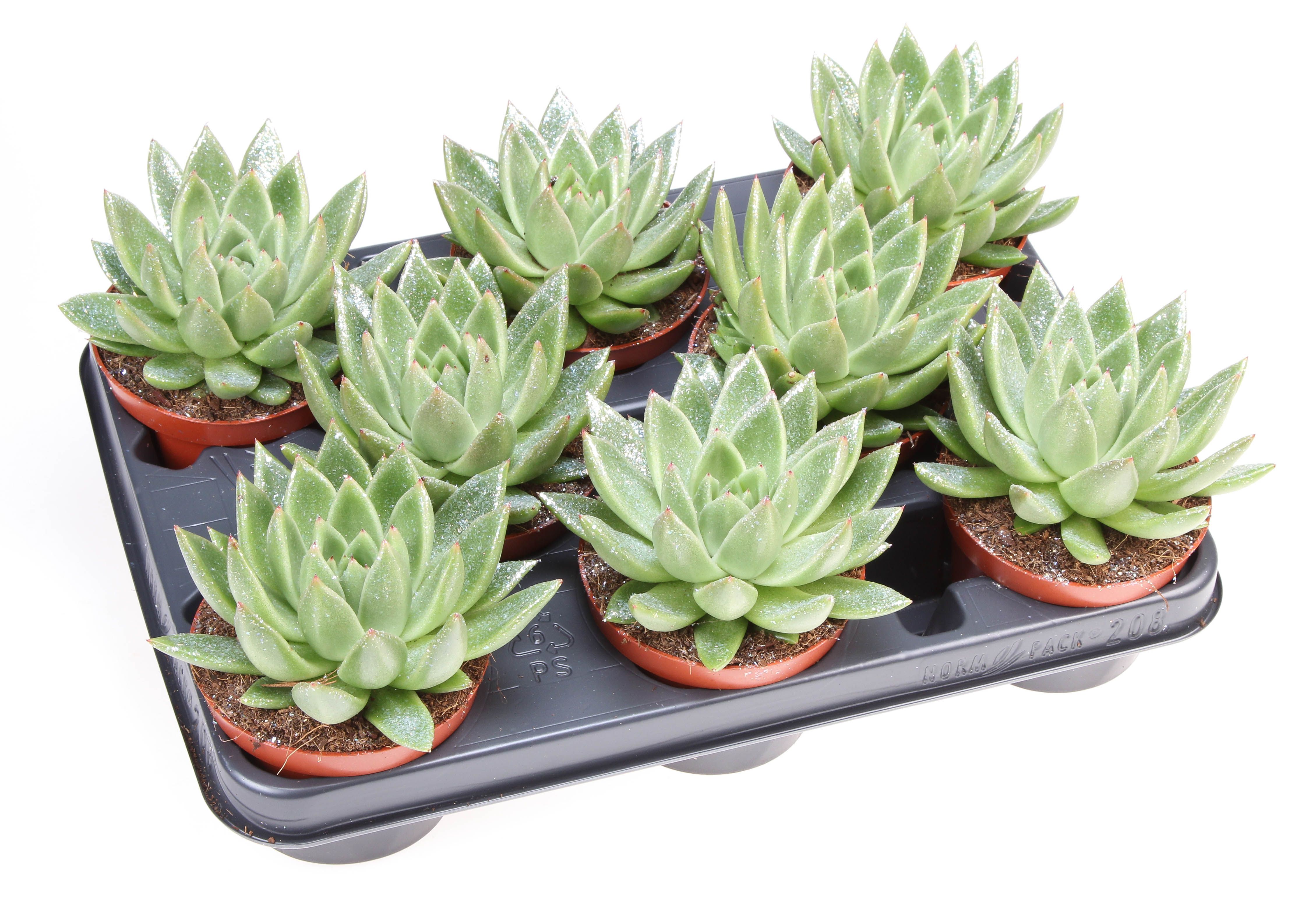 Miranda naturel glitter, D 10,5