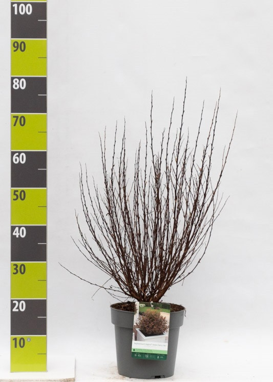 Physocarpus opu. 'Mag. Sweet Cherry Tea'® C 4,6, D 23