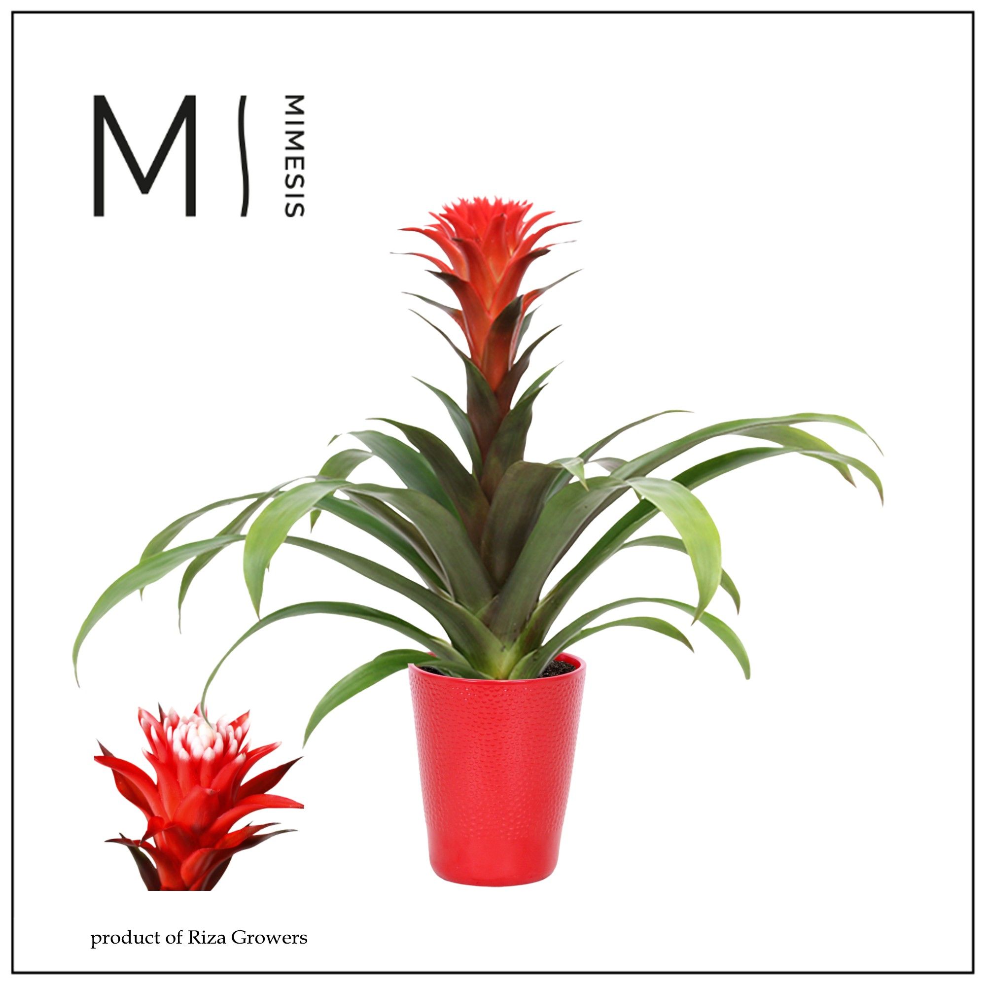 Guzmania Rockyflower Hope - 13cm in Florence | Mimesis, D 12