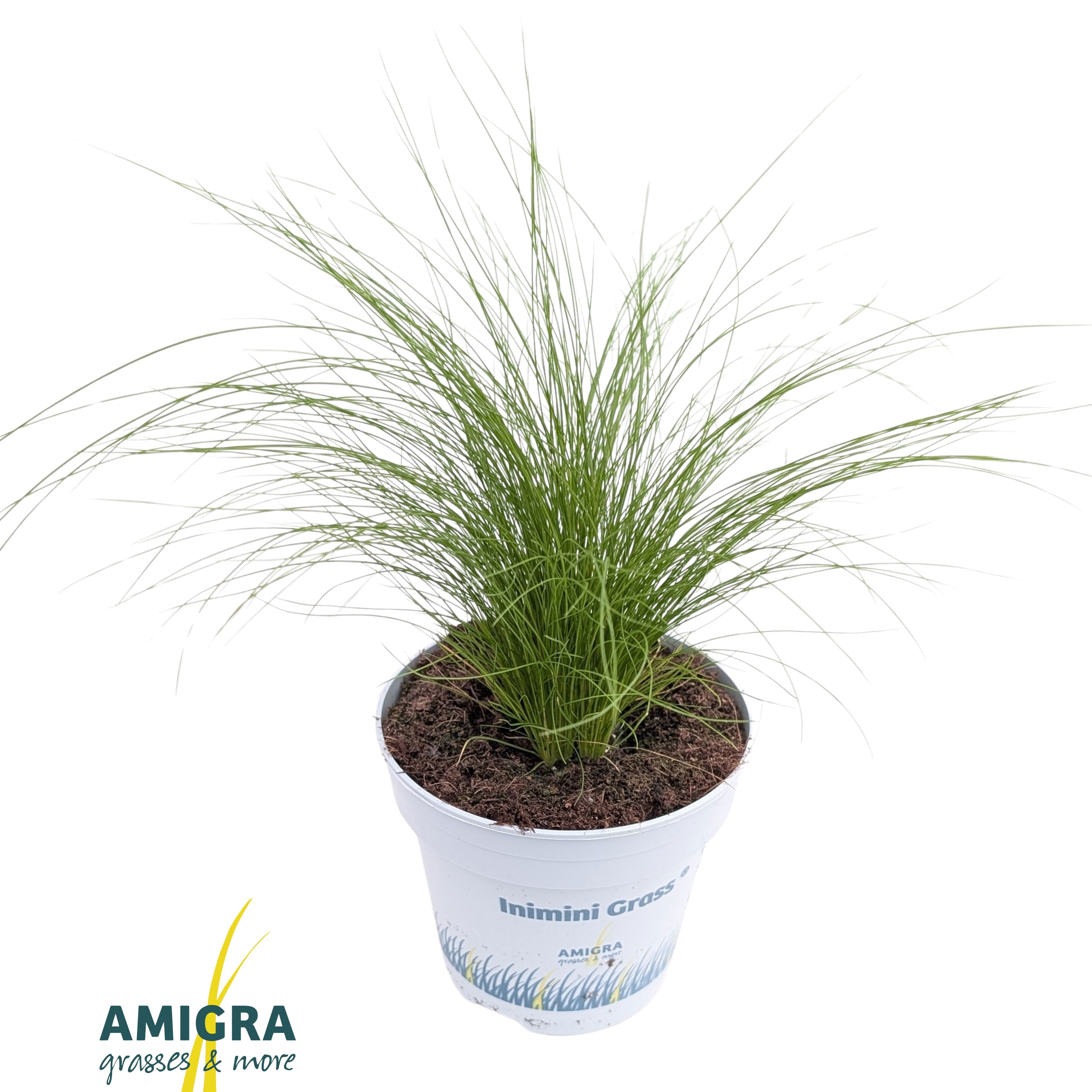 Stipa tenuifolia 'Ponytails', D 10,5
