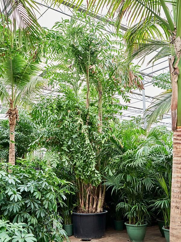 Caryota mitis (650-725), D 110