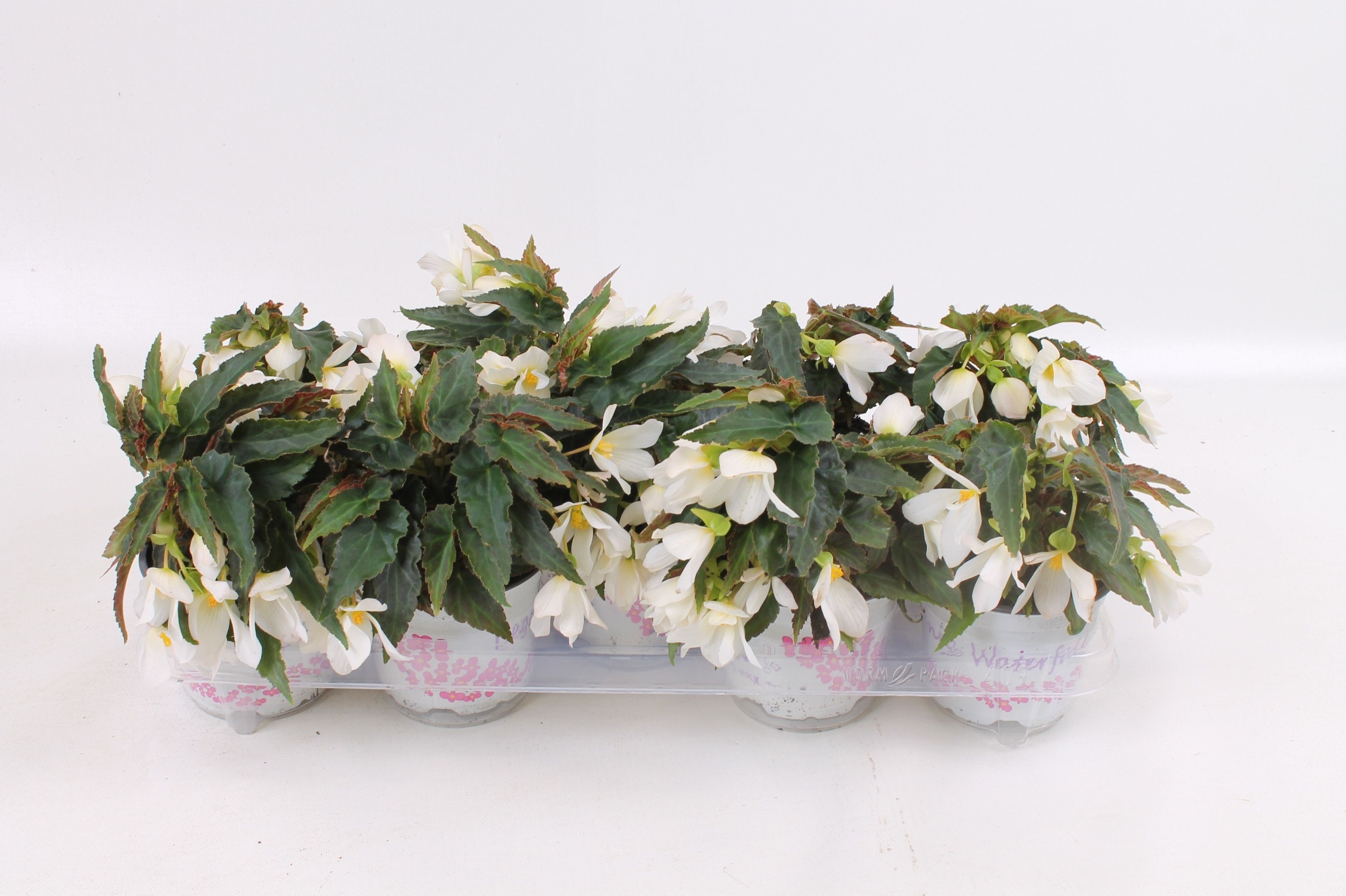 Begoniabeauvilia white floratino fust, D 12