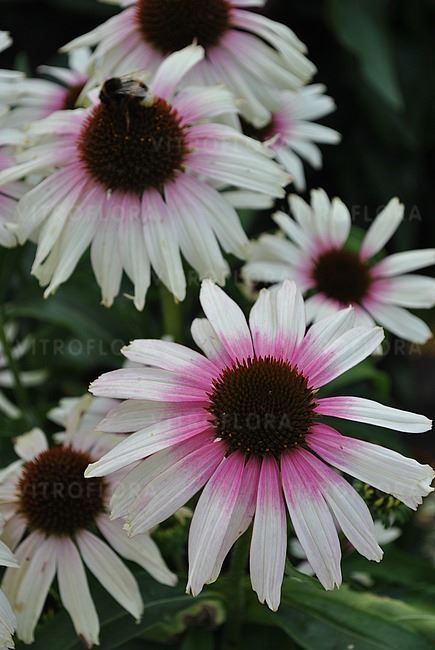 Echinacea hybrida Fountain Pink Eye, D 23