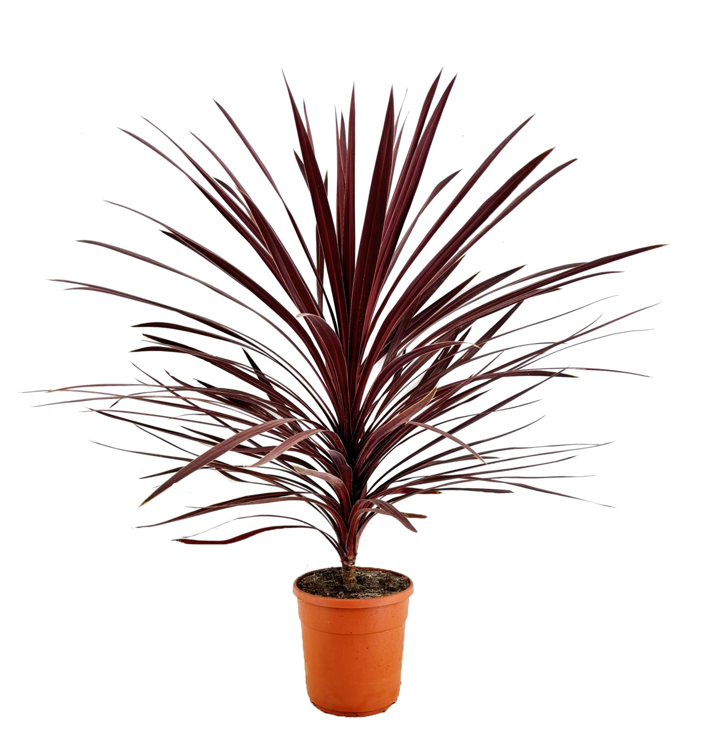 Cordyline australis red star, D 24