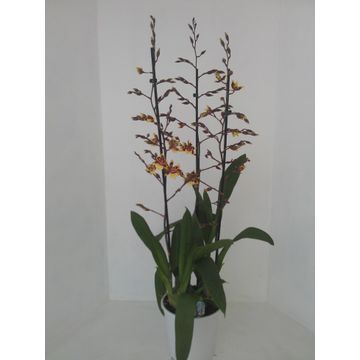 Cambria mix 3 tak 19 cm toef, D 19