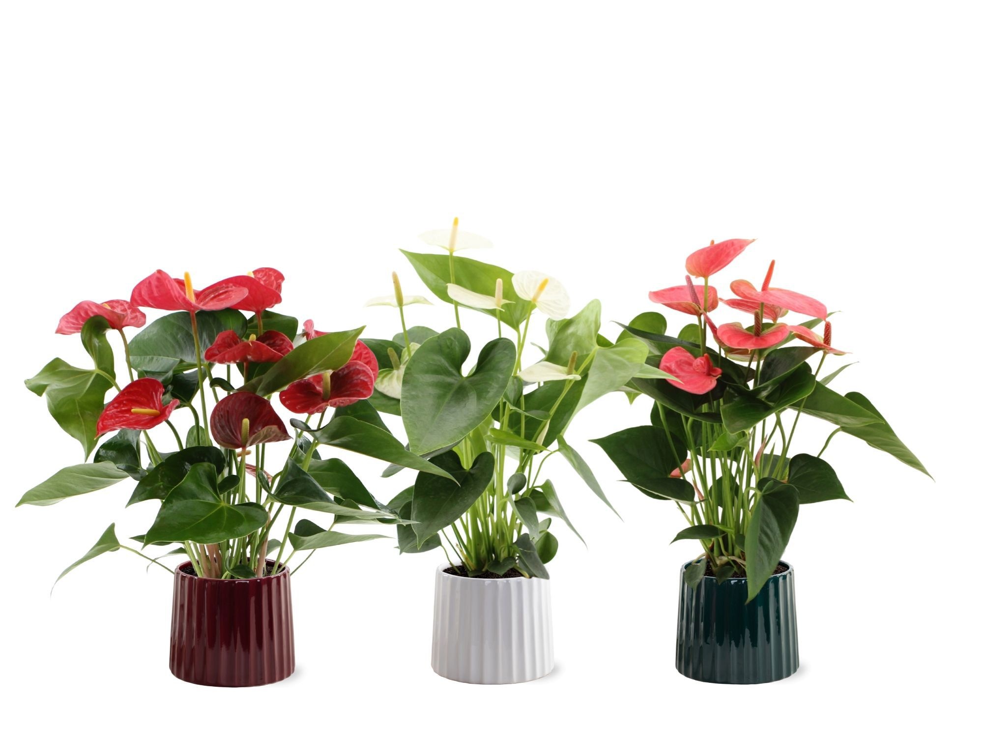 Anthurium 14 cm 3 color mix in Sophia ceramics, D 14