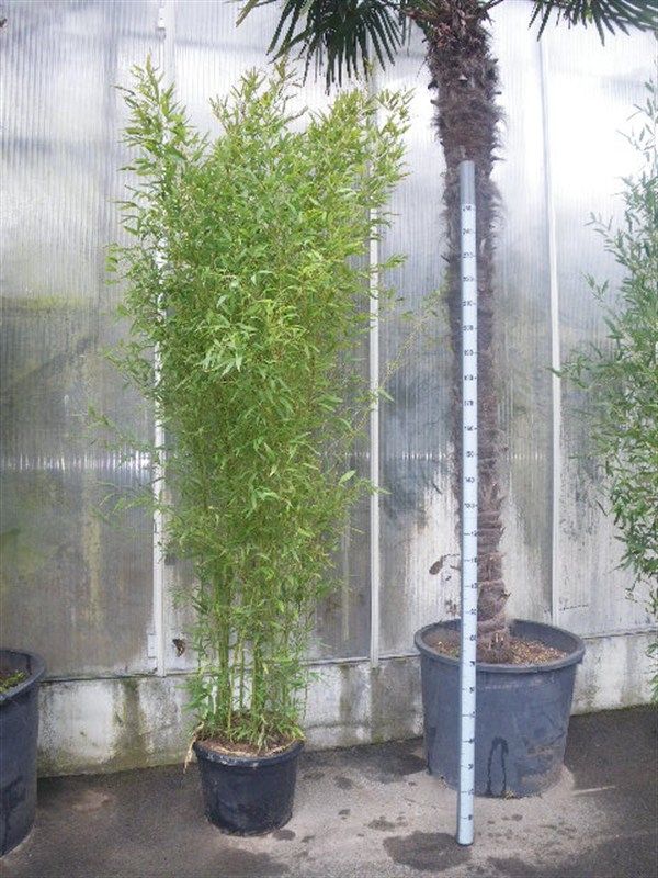 Phyllostachys bissetii, D 35