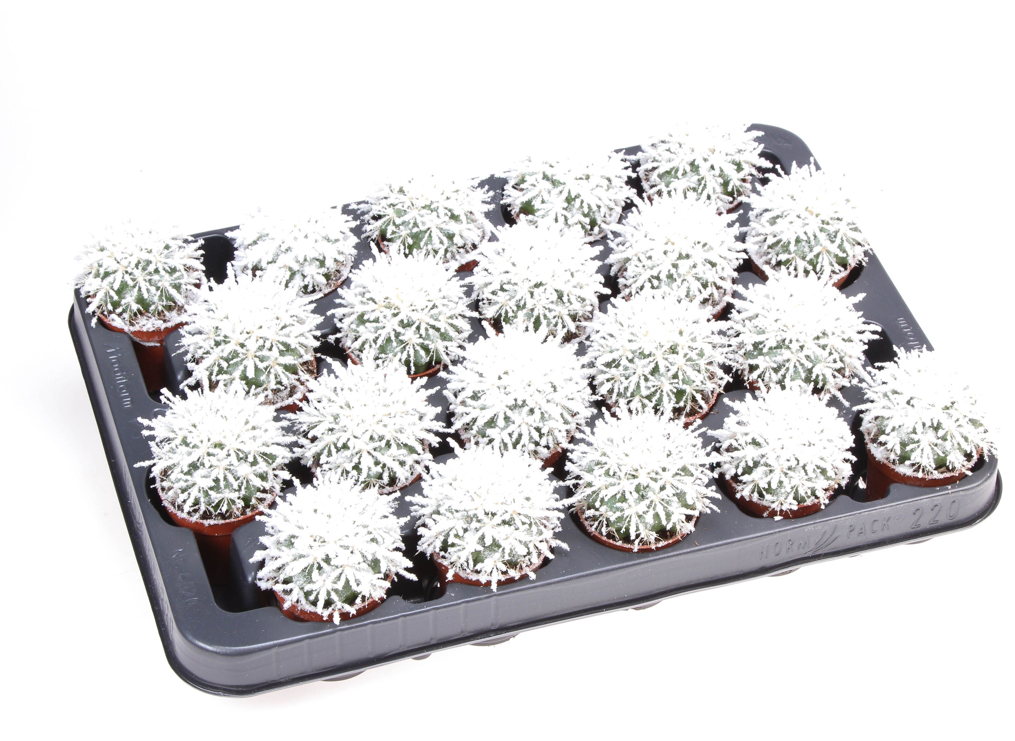 Grusonii + bio snow, D 5,5