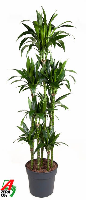 Dracaena Janet Craig 120-carrousel, D 34