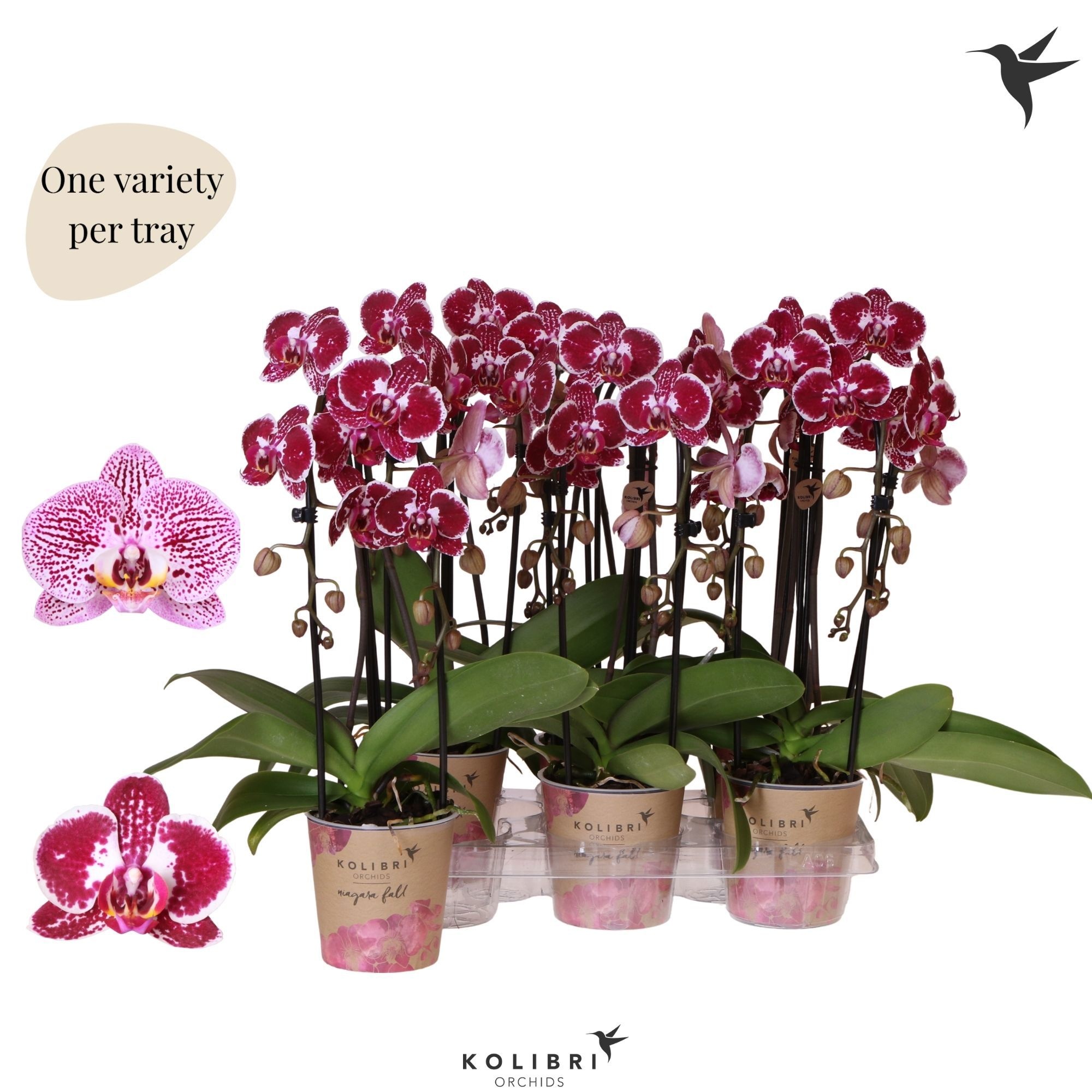Kolibri Orchids Phalaenopsis Cascade Niagara Fall spotty 2 spike, D 12