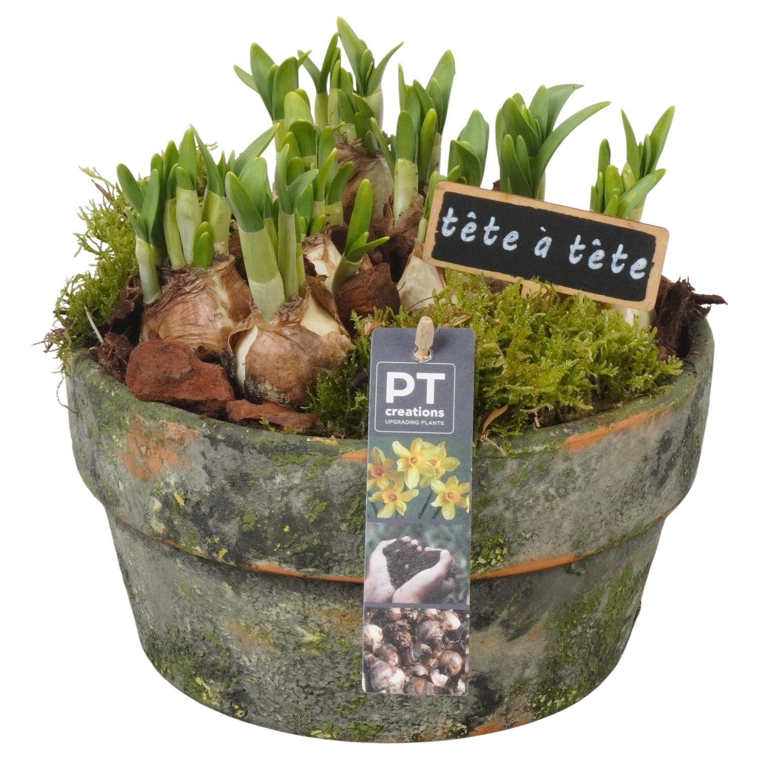 PTN8670 Arrangement Narcissus in terracotta schaal, D 21