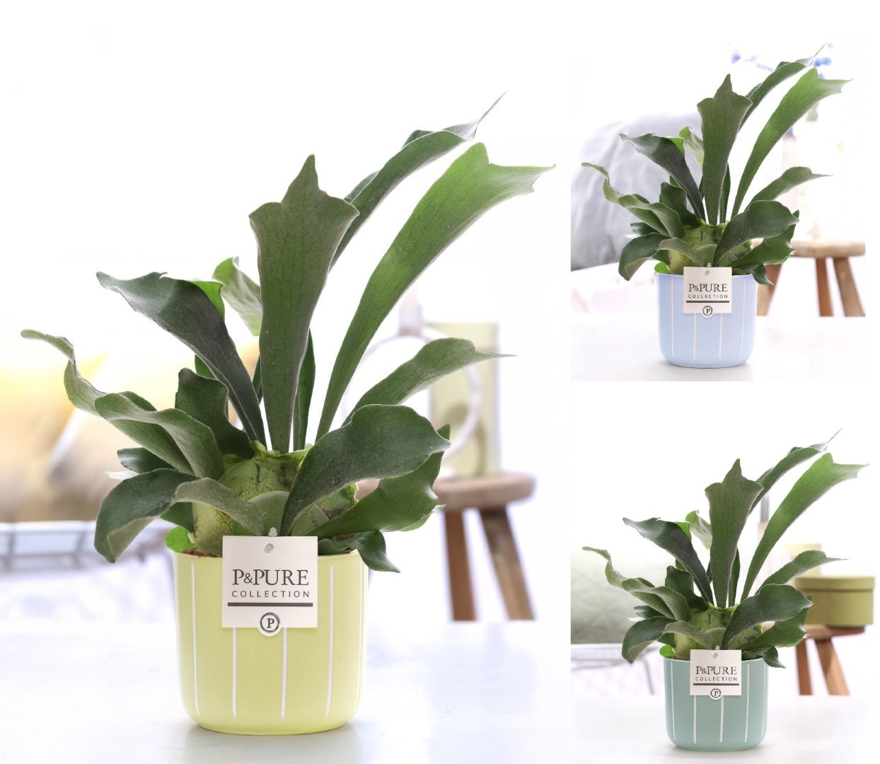 Platycerium Bif. in P&PURE Fleur cer. ass.3, D 12