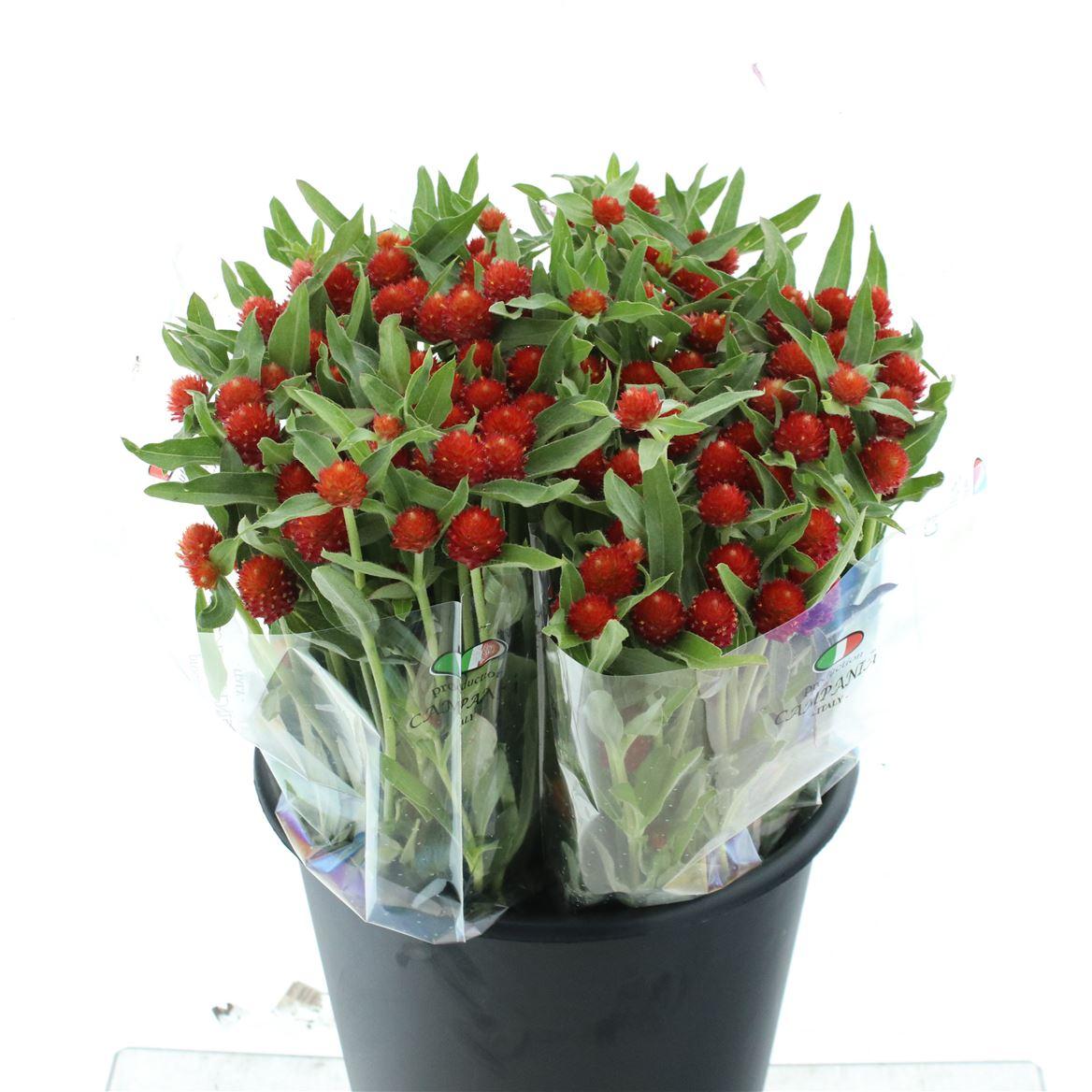 Гомфрена Строуберри 45, шт.