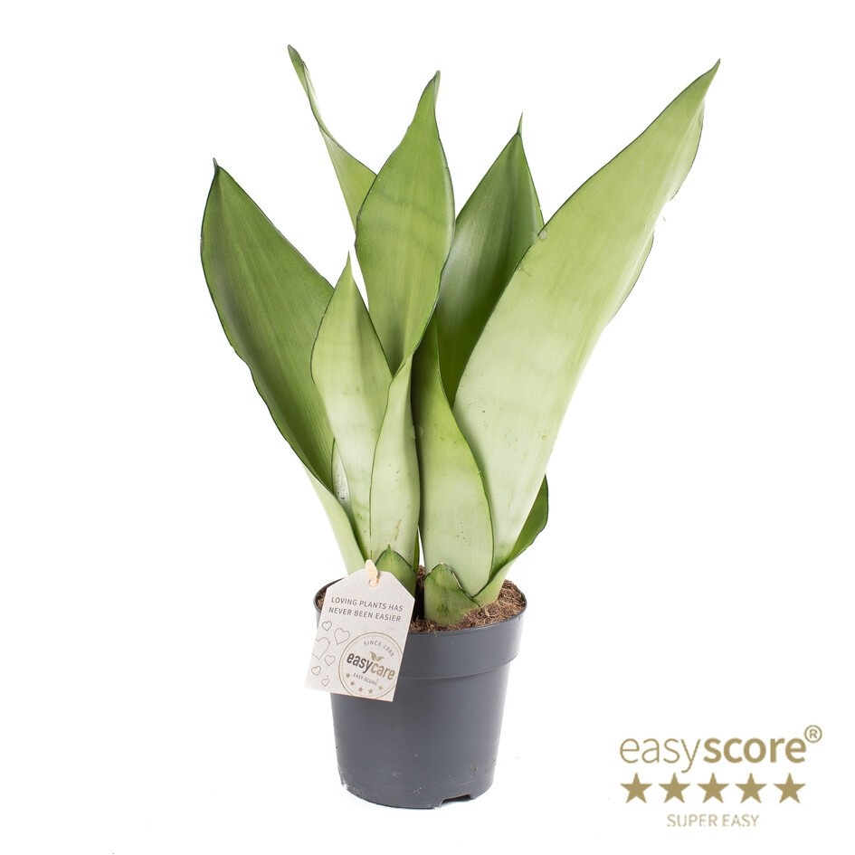 SANSEVIERIA TRIFASCIATA 'MOONLIGHT', D 11