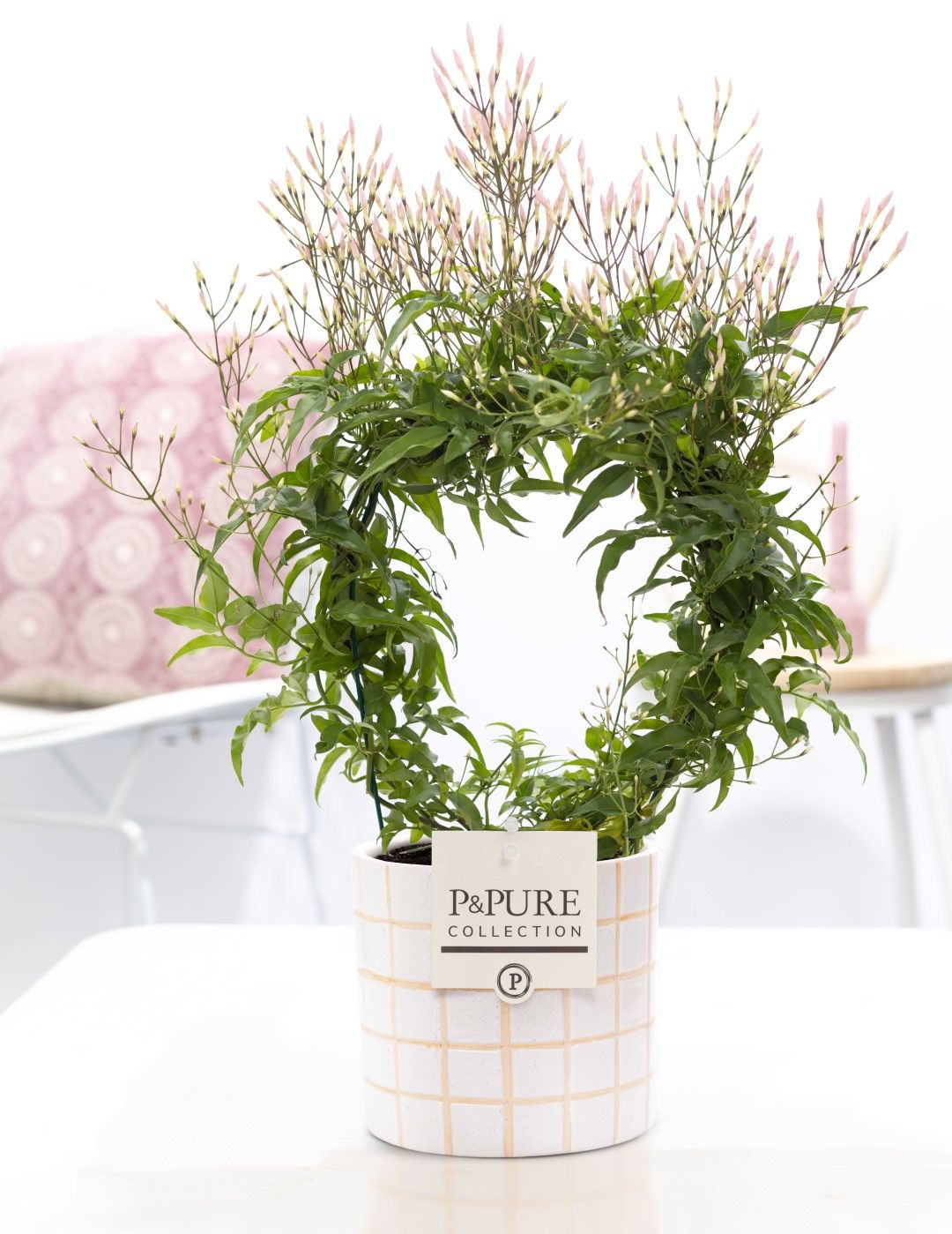 Jasminum Poly. ( 200+ knop) in P&PURE Tirza ceramics, D 12