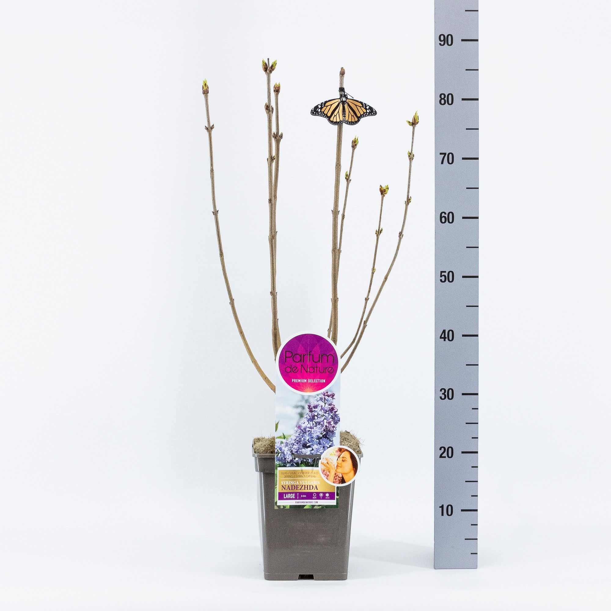 Syringa Nadezhda, 'Premium Selection', C5, D 23