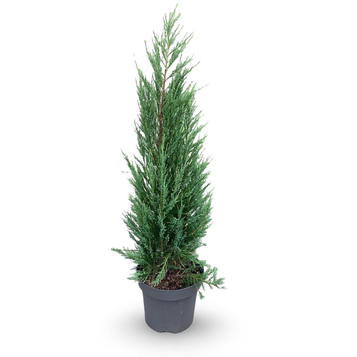 Juniperus s. 'Blue Arrow', D 32