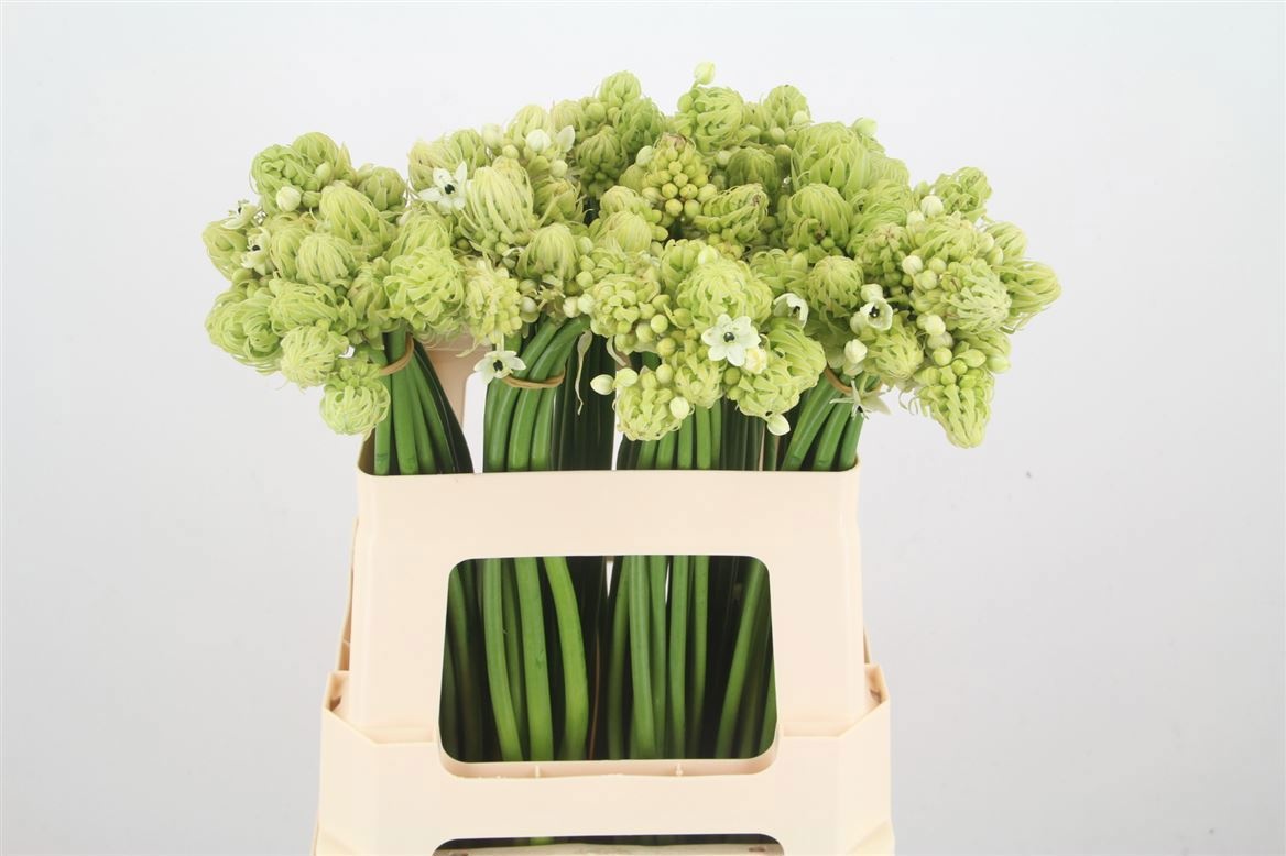 Орнитогалум Сандерс 55, шт.