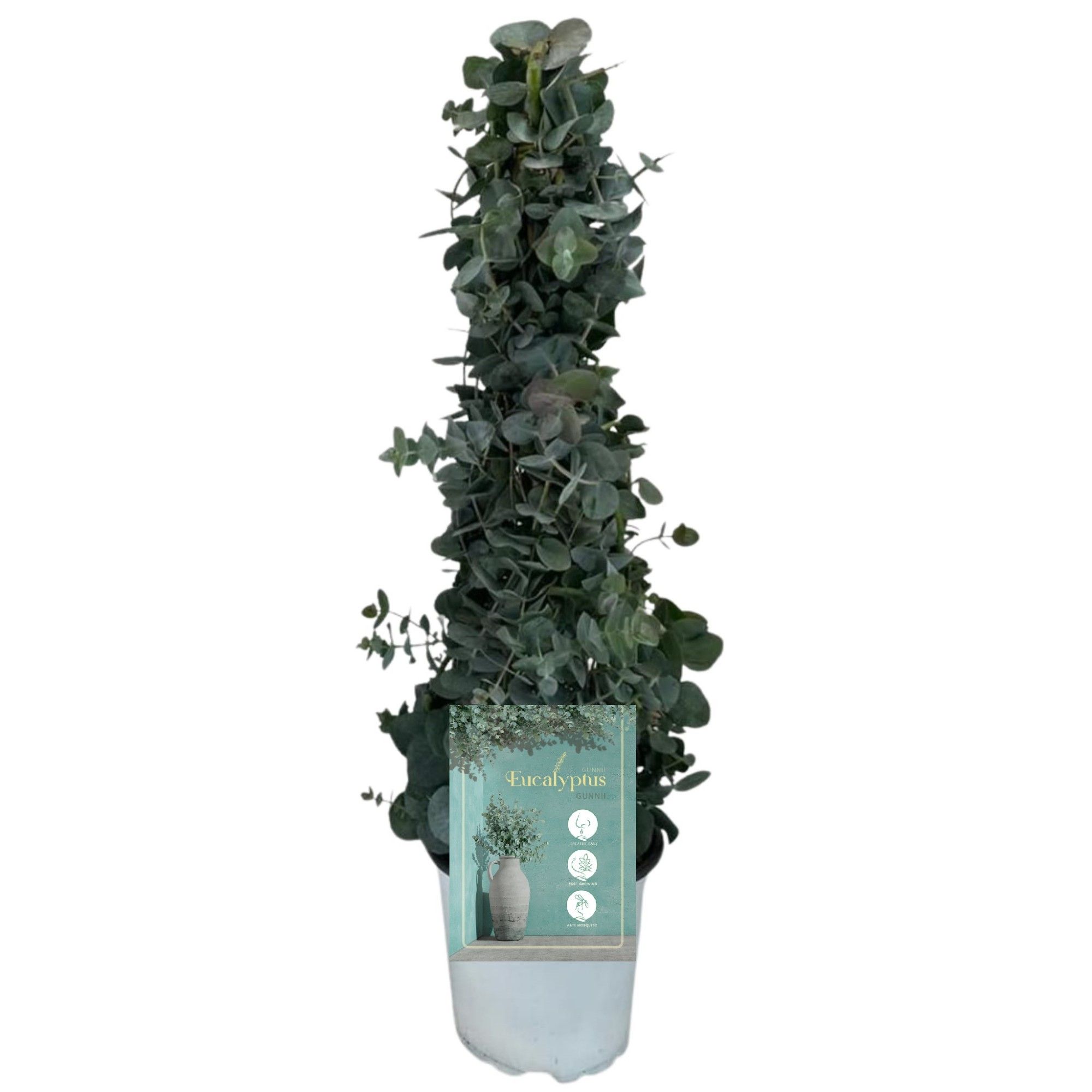 Eucalyptus Gunnii - Pyramid, D 17
