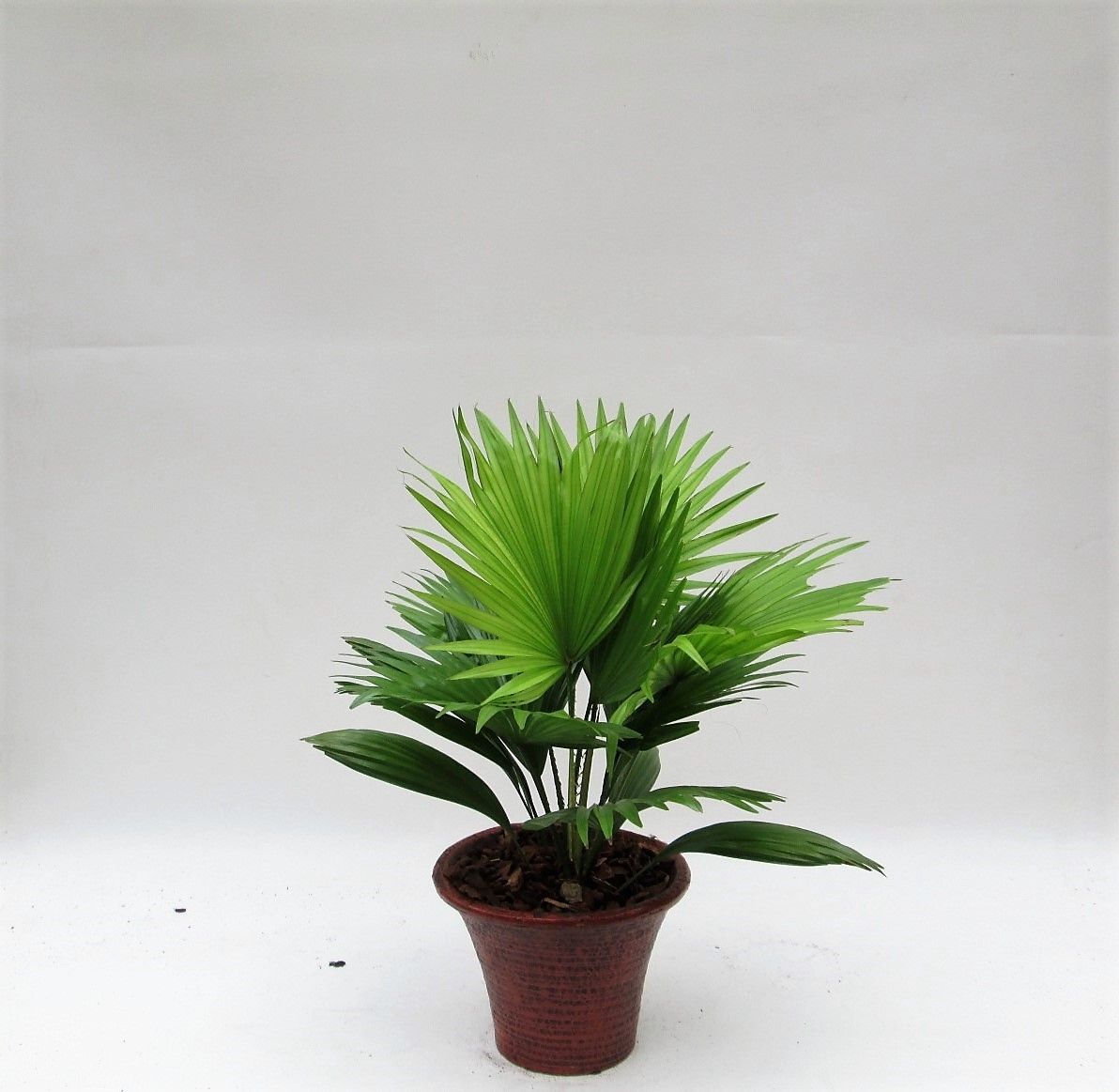 Livistona rotundifolia hosta small met schors, D 19