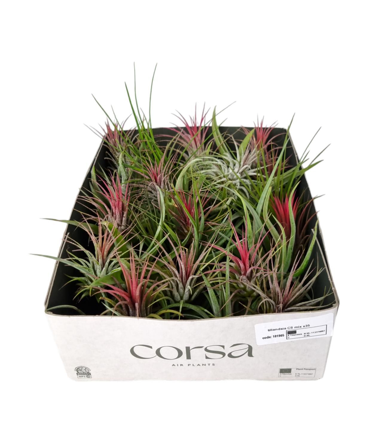 Tillandsia CS mix x35, D 5