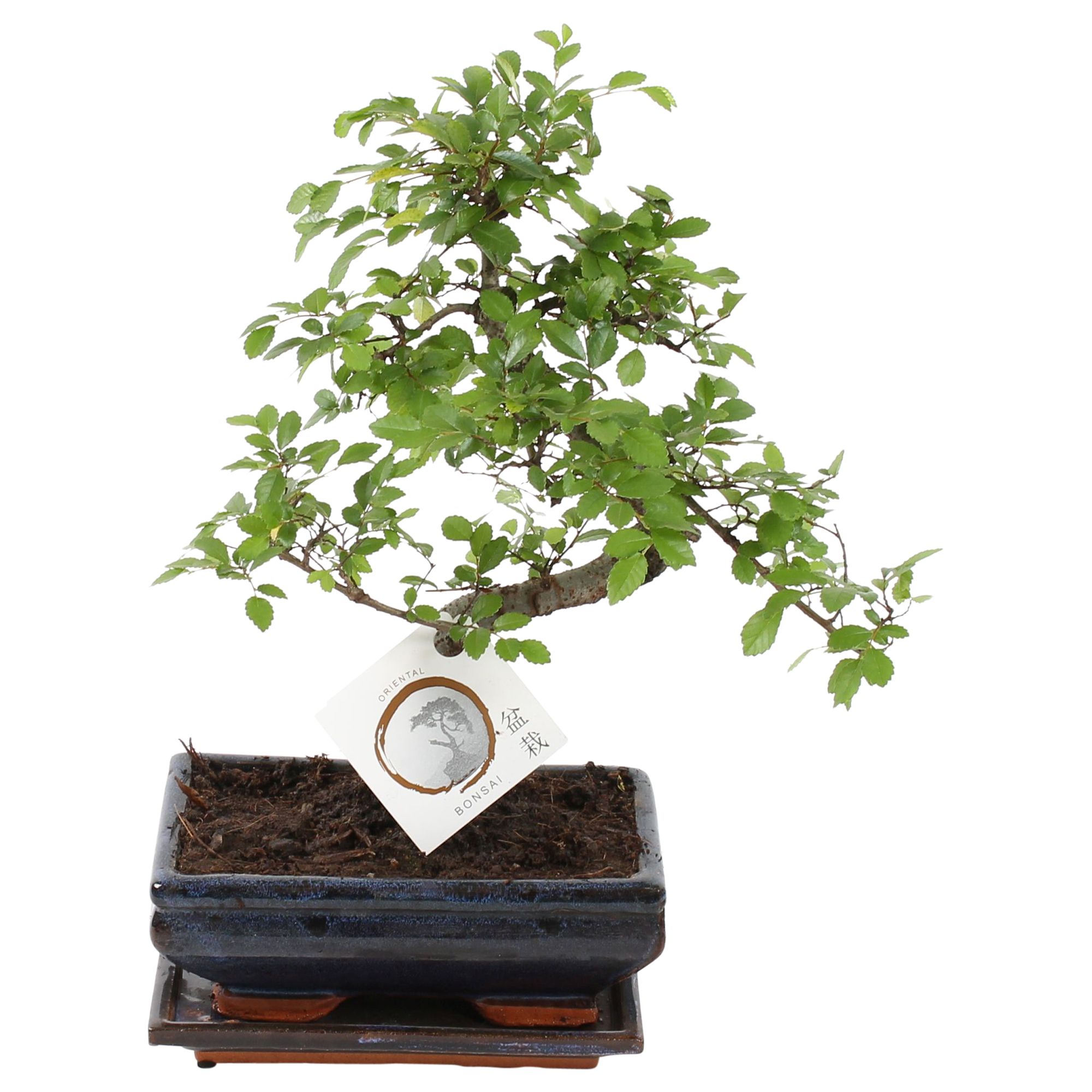 Bonsai 'Zelkova' in ø20cm Ceramic S-Shape with Saucer, D 20