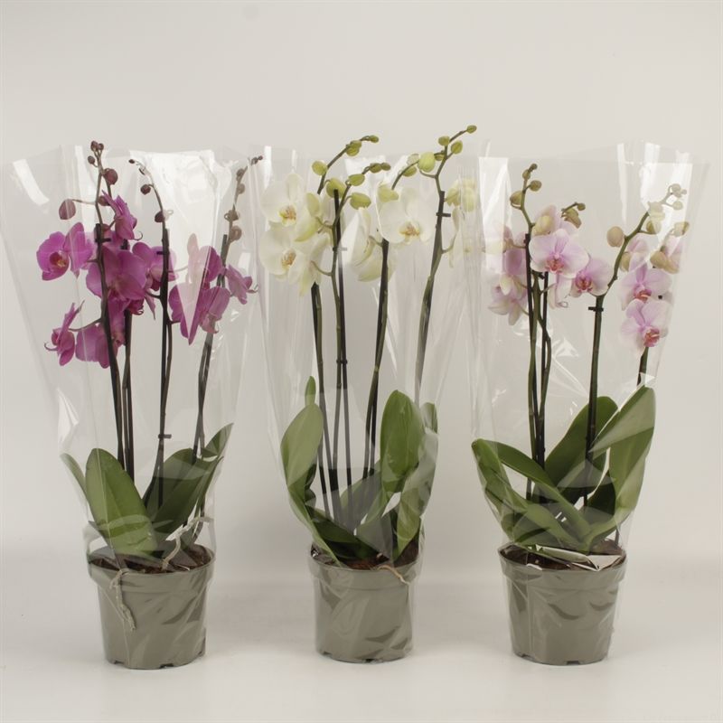 Phalaenopsis gemengd 4 tak gemengd in grijze kweekpot, D 17