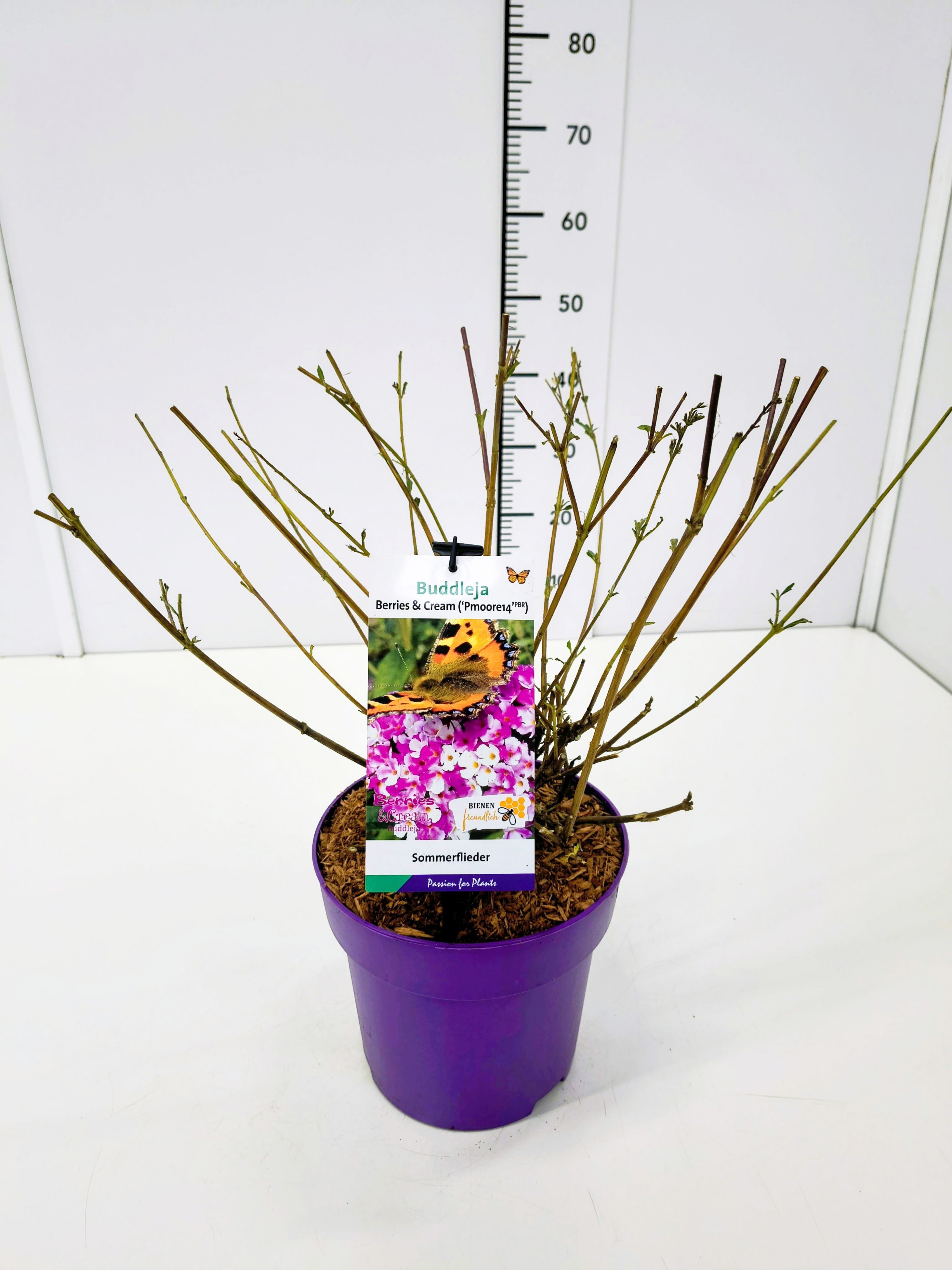 Buddleja dav. 'Berries and Cream' C3, D 19