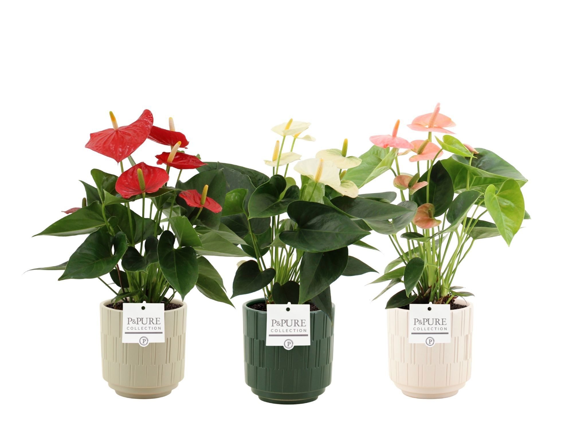Anthurium 3 color mix in Pure Tess ceramics, D 12