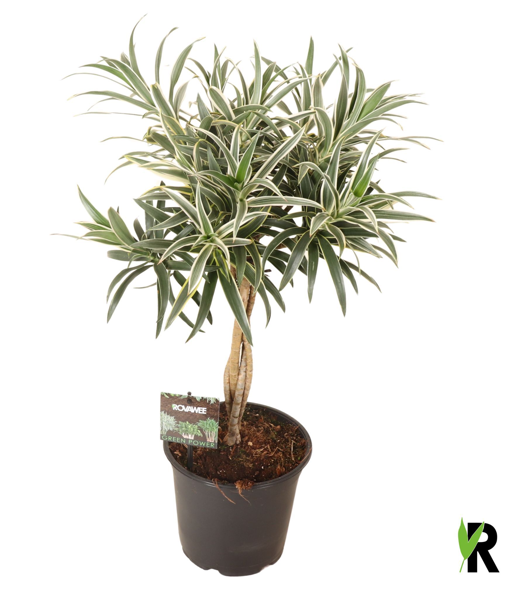 Dracaena reflexa Valentina gevlochten stam, D 19